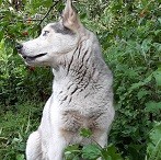 Аватара пользователя