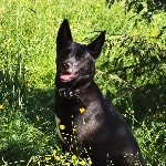 Аватара пользователя