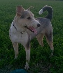 Аватара пользователя