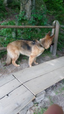 высматривает бигля впереди , тоже ходил с семьей на гору