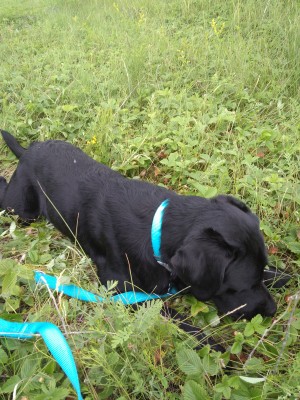 Вот так их кушал