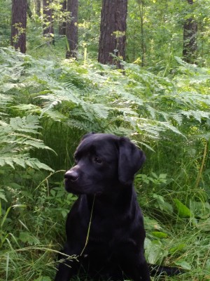 Утром на прогулке