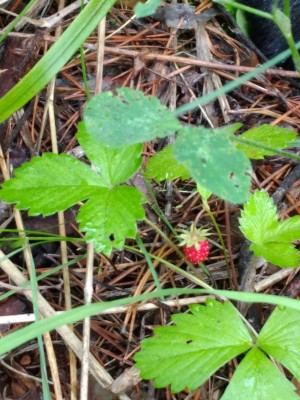 Земляника в лесу.jpg