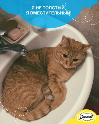 вместительный кот.jpg