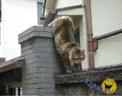 Вот представьте что кот идет не вперед, а назад..ну и как это можно назвать по другому?