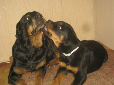 Просится к Пэгги поваляться