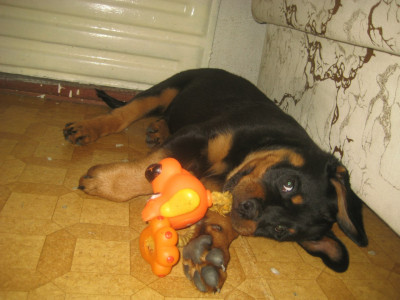 Дурь домашняя)