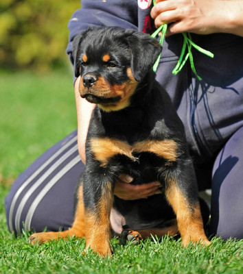 Рио на солнечной родине, 2 мес.