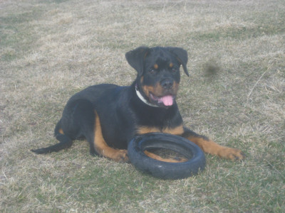 С детства любит покрышки, с возрастом только их размер поменялся