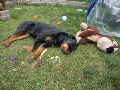 Вот так нагуляется ,цветочки посрывает,капусту вытащит,наиграется и спит