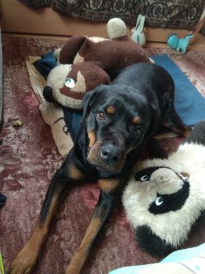 Это наши игрушки тоже на даче