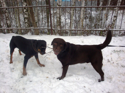 Найда с другом на даче палочку делят