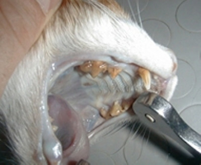 Cat-Dental-15-from-Google.jpg