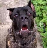 Зорик на даче.Лето 2016.jpg