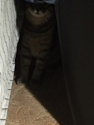 МАСТЕР МАСКИРОВКИ. КРОХА В ЗАСАДЕ