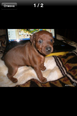 A474D149-C750-4545-B959-EC76E8782903.jpeg (79.16 КБ) 4159 просмотров Вот такой она приехала к нам домой))