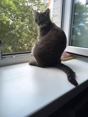 Не успела заснять "суслика"