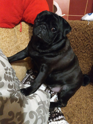 IMG_20190108_193640.jpg (8.99 МБ) 8599 просмотров Моя Варвара любимая..