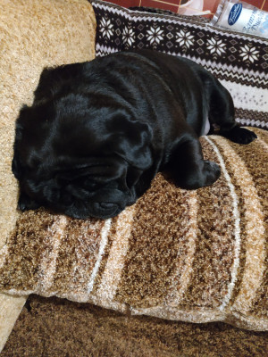 1551723854714524096084828379580.jpg (11.18 МБ) 8333 просмотра Спит Любимка