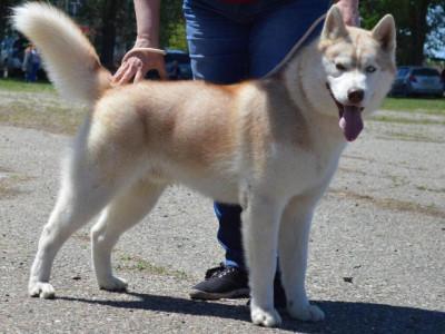 Алтын тау... Но это он по почпорту... А дома он Вольт... Вольтик... Вольтец....