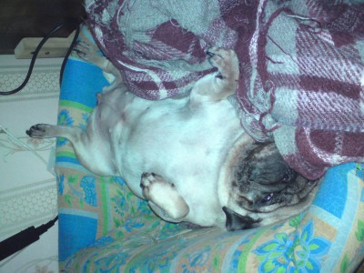 Фото "Зачем мне спать в домике, когда можно уснуть на нем?"