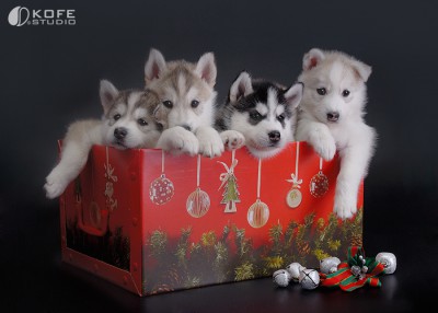 Хаски группа.jpg