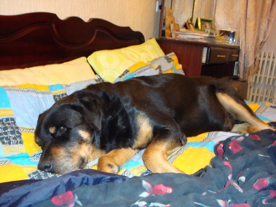 Такой же любитель кровати моей,но папа для него был все,но спал со мной.