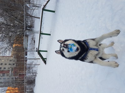 20170117_093247_029_01.jpg (2.33 МБ) 2157 просмотров 20170117_093247_029_01.jpg