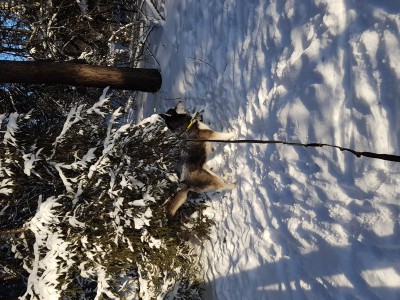 20170107_111353.jpg (8.1 МБ) 2157 просмотров 20170107_111353.jpg