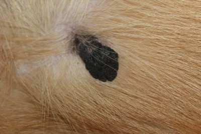 2017_01_25_2796.JPG (8.57 МБ) 3129 просмотров вот такая штуковина растет