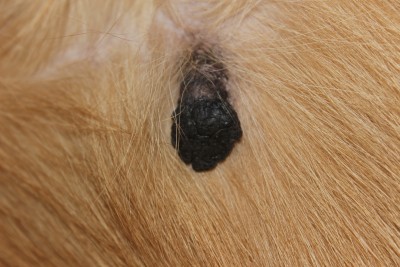 2017_01_25_2797.JPG (7.84 МБ) 3129 просмотров вот такая штуковина растет