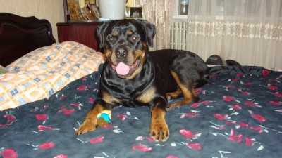 Освоение любимой кровати