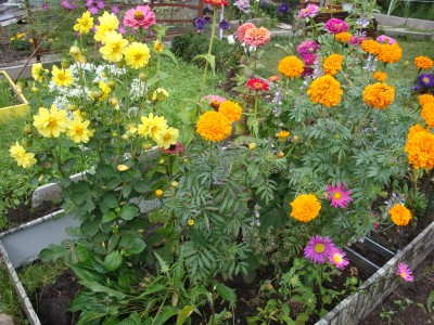 Это наши цветочки