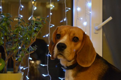 А пока именинник спит в ожидании подарков, вот его новогоднее фото :)