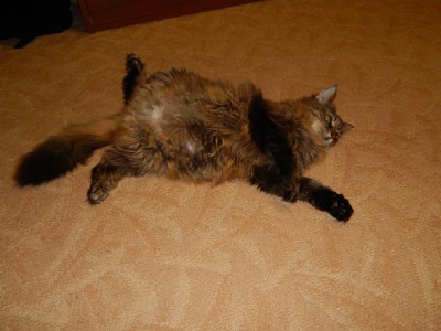 Пузо почеши...