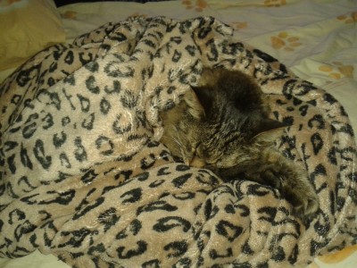 Кот обыкновенный, гнездовьющий