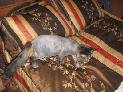 есть и такой - лысик