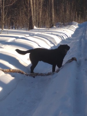 Гошина палочка