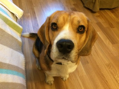 Тоже думает, что делать с паглей