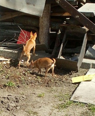 Но Белла ещё и успевала проверять хозяйские закрома)))