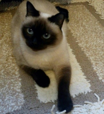 _20170523_001621.JPG (87.21 КБ) 2589 просмотров _20170523_001621.JPG