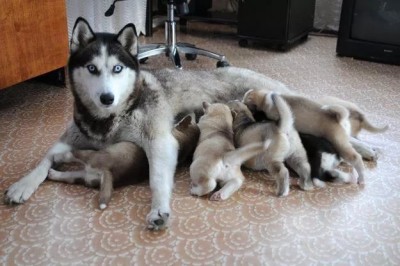 хаски мать.jpg (52.74 КБ) 2616 просмотров Еще не?